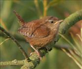 Wren