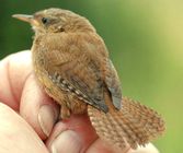 Wren