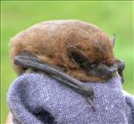 Pipistrelle