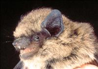 Pipistrelle