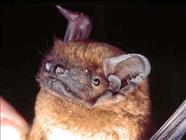 noctule