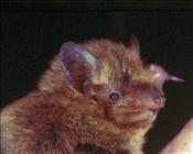 Pipistrelle