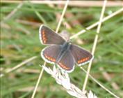 Brown Argus