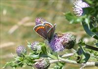 Brown Argus_2