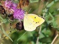 Clouded Yellow