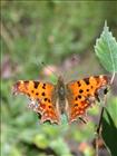 Comma 