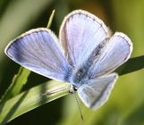 Common Blue