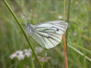 Green-veined White