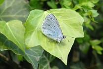 Holly Blue