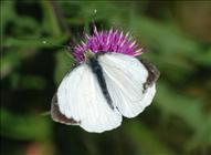 Large White