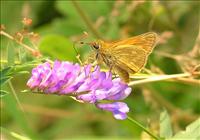 Large skipper