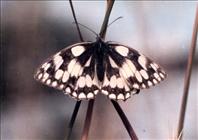 Marbled White