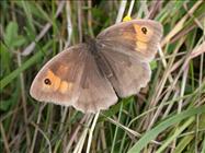 Meadow Brown