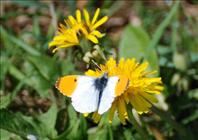 Orange Tip