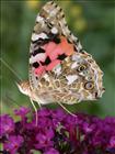 Painted Lady