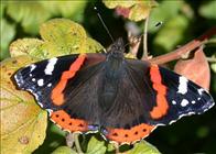 Red Admiral