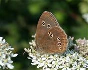 Ringlet