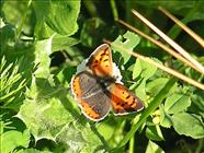 Small Copper