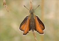 Small Skipper