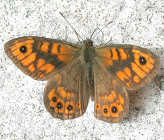 Wall Brown