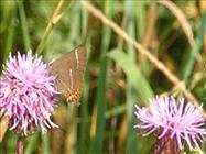 White-letter Hairstreak