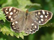 Speckled Wood