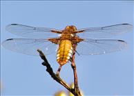 Broad-bodied Chaser