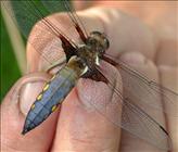 Broad-bodied Chaser