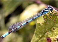 Common Blue Damselfly