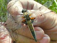 Four-spotted Chaser