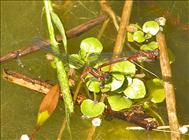 Large red damselfly