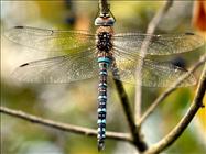 Migrant Hawker