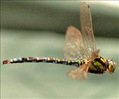 Southern Hawker