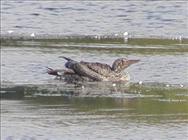 Gannet