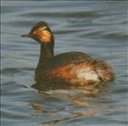 Black-necked Grebe