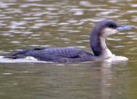 Black-throated Diver