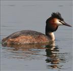 Great-crested Grebe