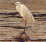 Great-white Egret