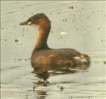 Little Grebe