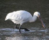 Spoonbill