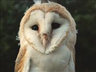 Barn Owl