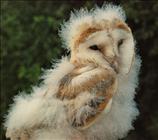 Barn Owl