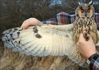 Long-eared Owl