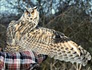 Long-eared Owl