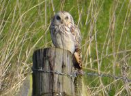 Short-eared Owl