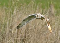 Short-eared Owl