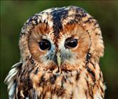 Tawny Owl