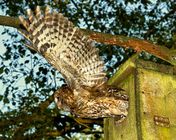 Tawny Owl