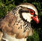 Red-legged Partridge