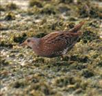 Spotted Crake